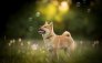 akita