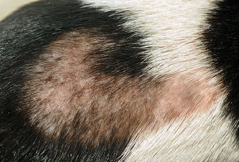 Alopecia canina