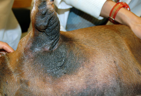 cornell rf photo of discolored dogs leg