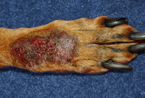 granuloma canino