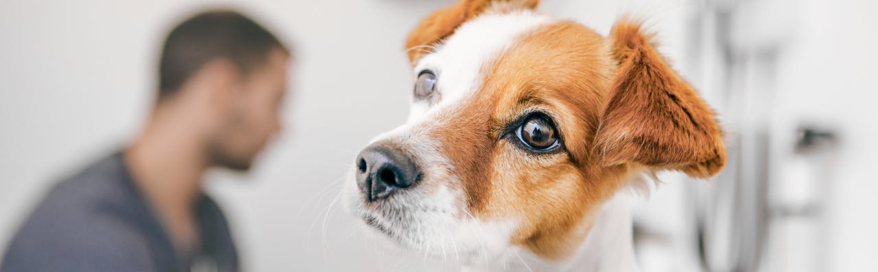 pvvh1 jack russell terrier puppy sitting in a veterinary clinic