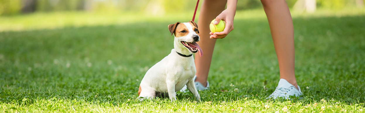 baddog JRT CORRECTBEHAVIOUR