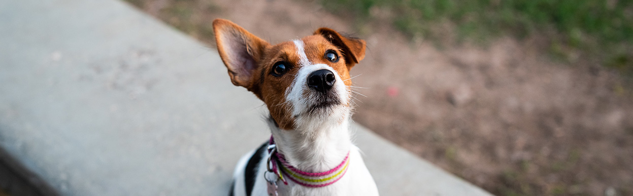 baddog JRT EARS