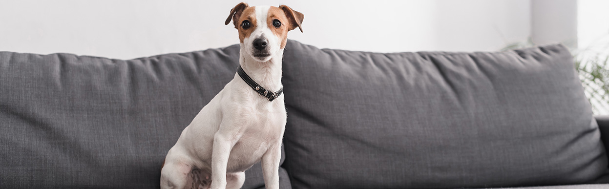 baddog JRT GOOD4APART