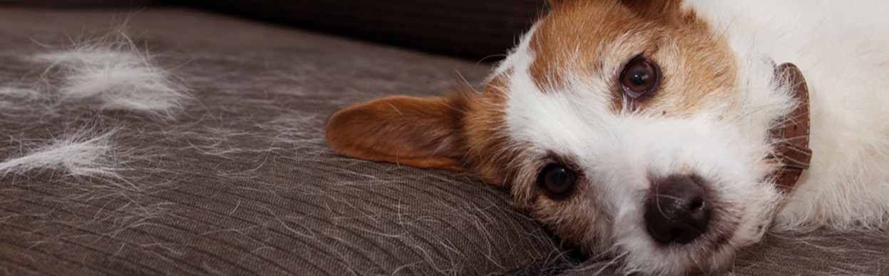 baddog JRT HAIR