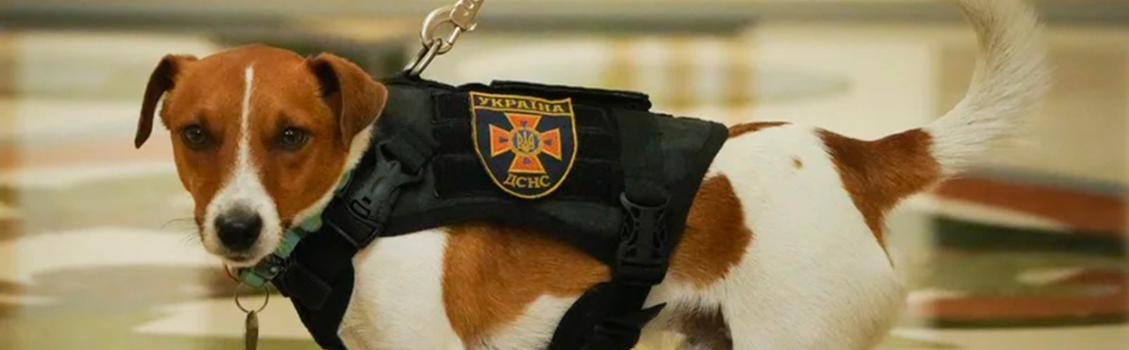 baddog JRT doginfluencer2