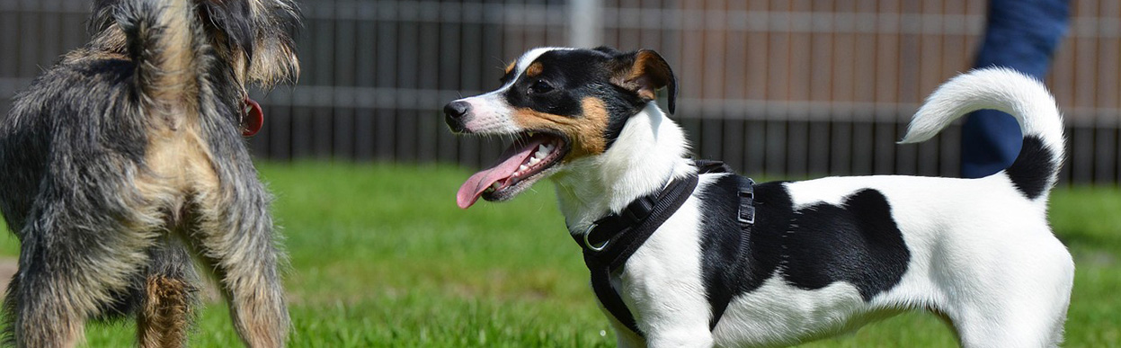 baddog JRT SOCIALjpg