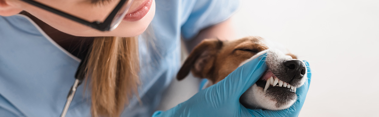 baddog JRT checkup
