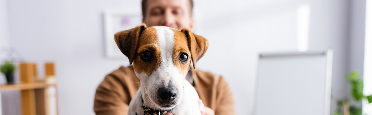 baddog JRT coatcolor