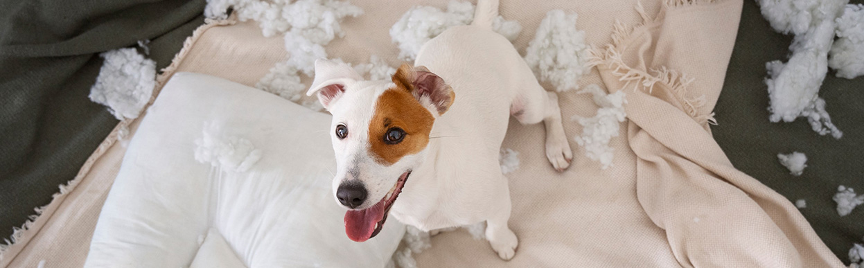 baddog JRT destruction