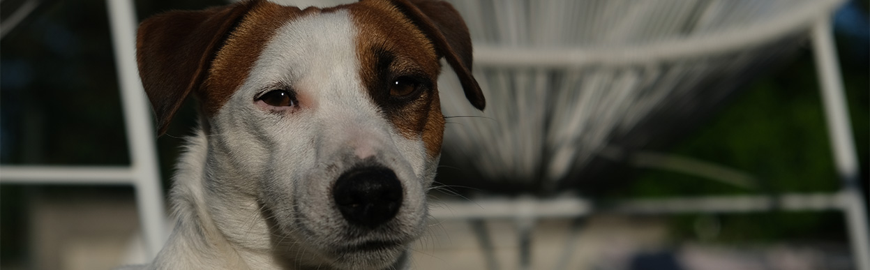 baddog JRT doginfluencer2