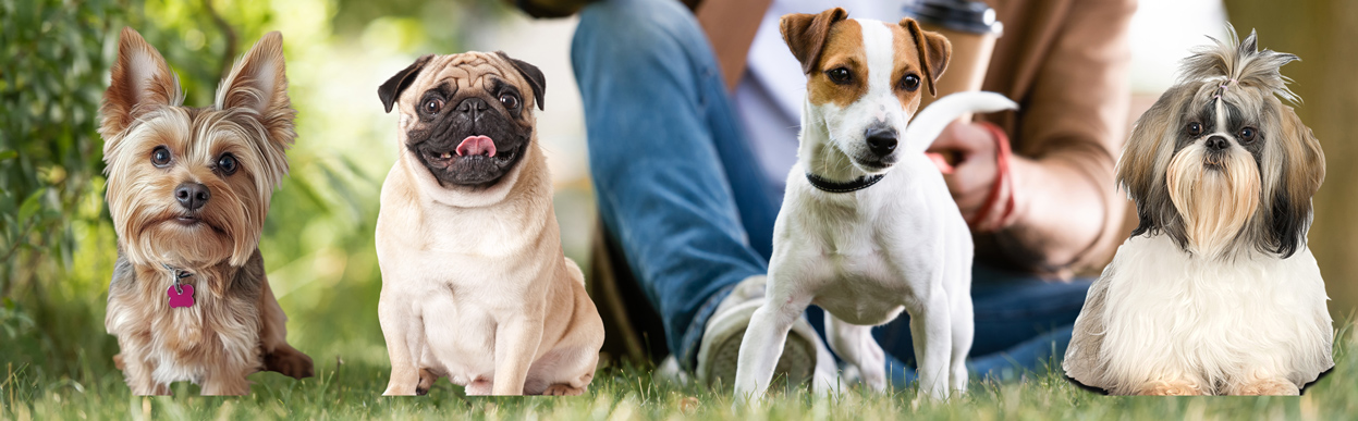 baddog JRT dognames jrtxbreed2