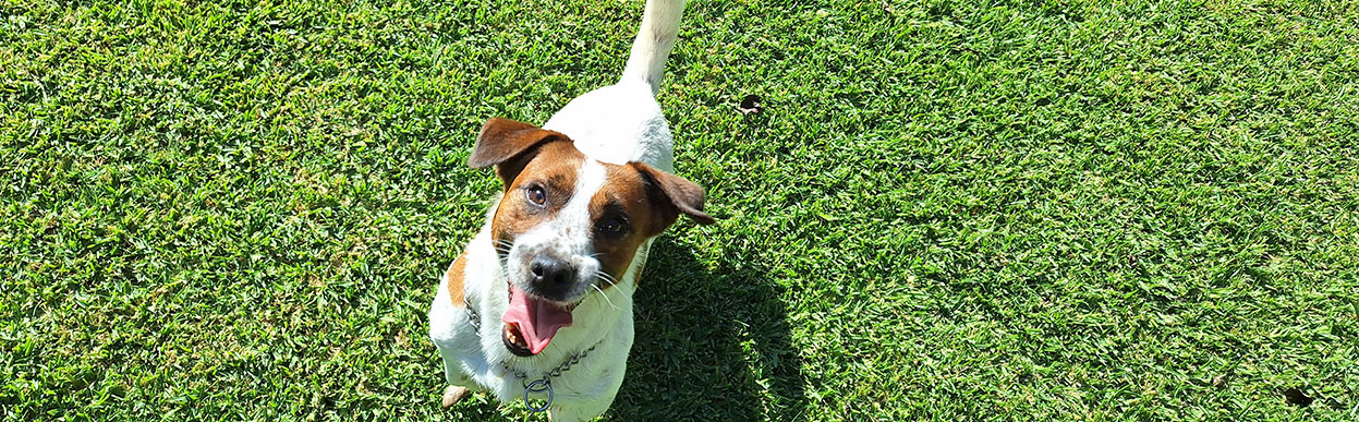 baddog JRT energy