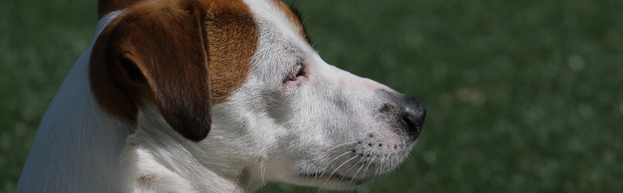 baddog JRT fur colors