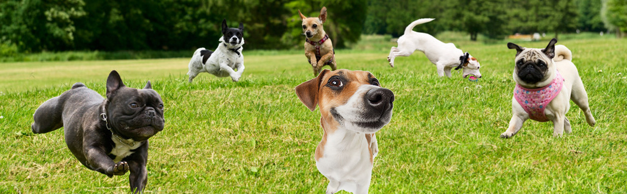 baddog JRT jrtxSMALLBREED