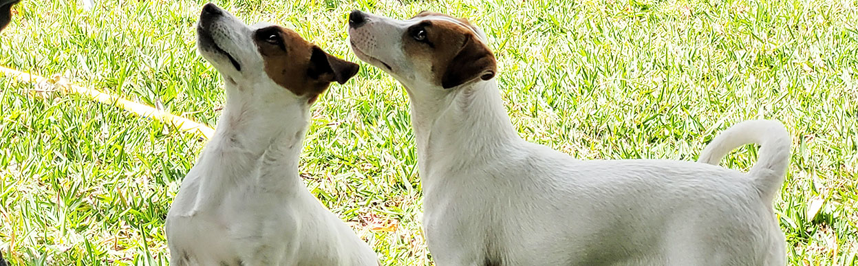 baddog JRT masha diary