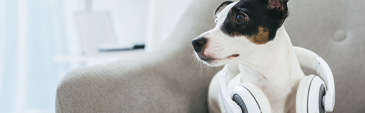 baddog JRT music