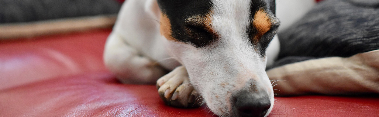 baddog JRT relax