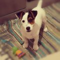 jack