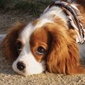 maggie