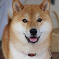 xangai