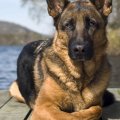 ciclope