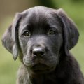 kona