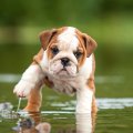 maverick