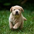 scout