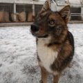 Duma
