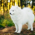 pepa