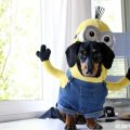minion