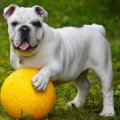 Don Vito