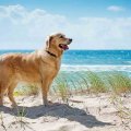 Golfo