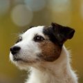 Wishbone