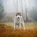 Totem