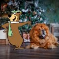 Yogi