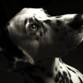 macy