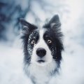 otis