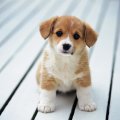 roscoe