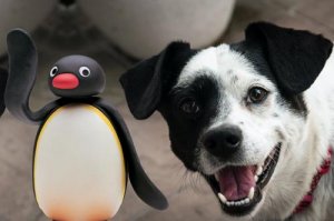 Pingu