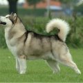 alasca