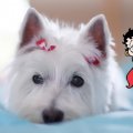 Betty Boop