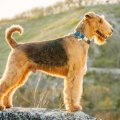 ragnar