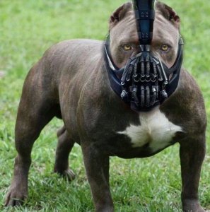 bane