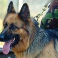 ajax