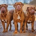 athos