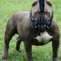 bane