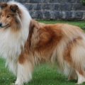 lassie