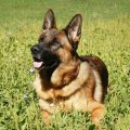 rintintin